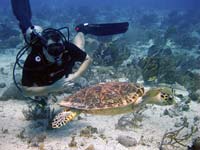 Scuba diver with turtle in front of Playa del Carmen