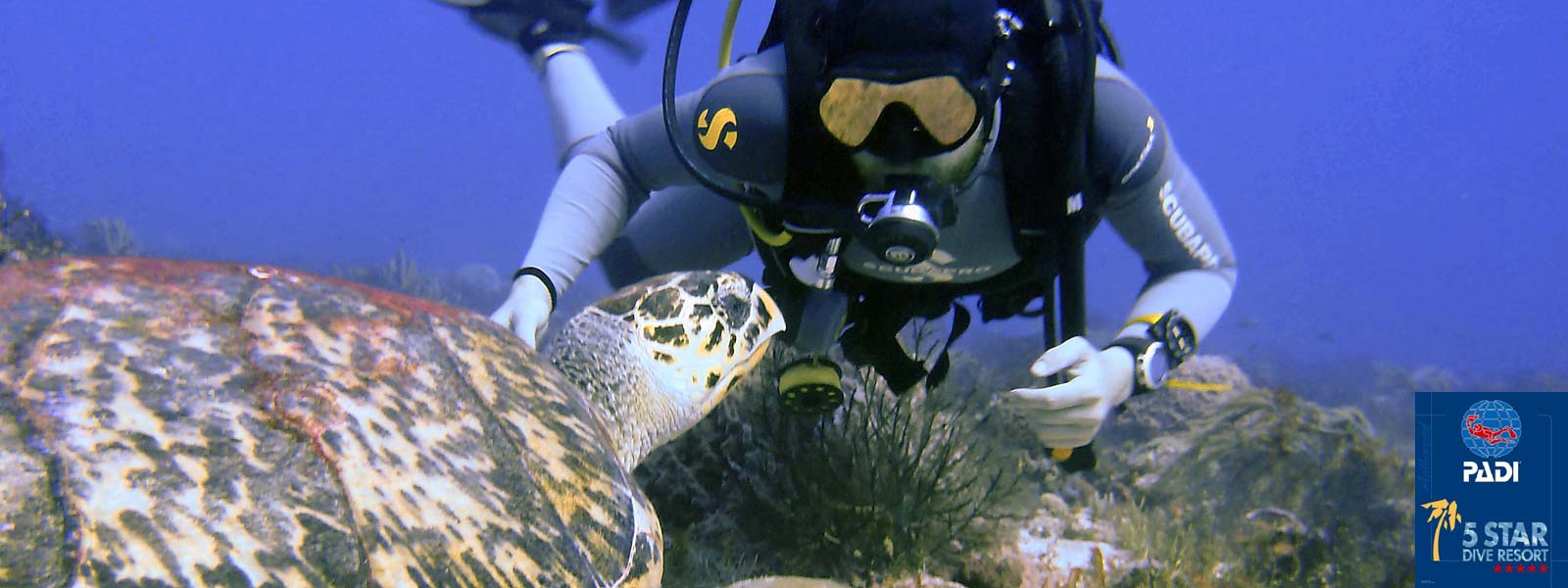 Diver with turtle